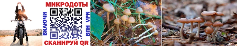 Галлюциногенные грибы Magic Shrooms  Строитель 